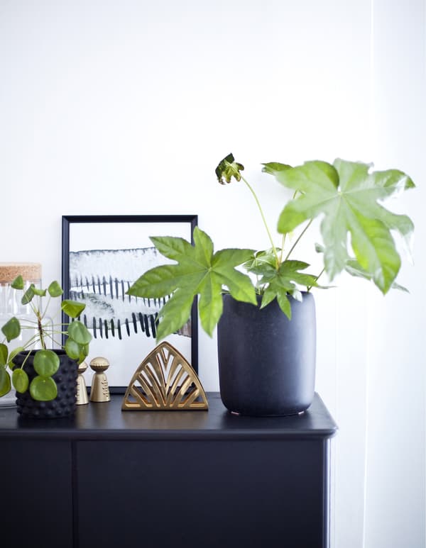 A dark grey sideboard against a white wall decorated with plants and objects.