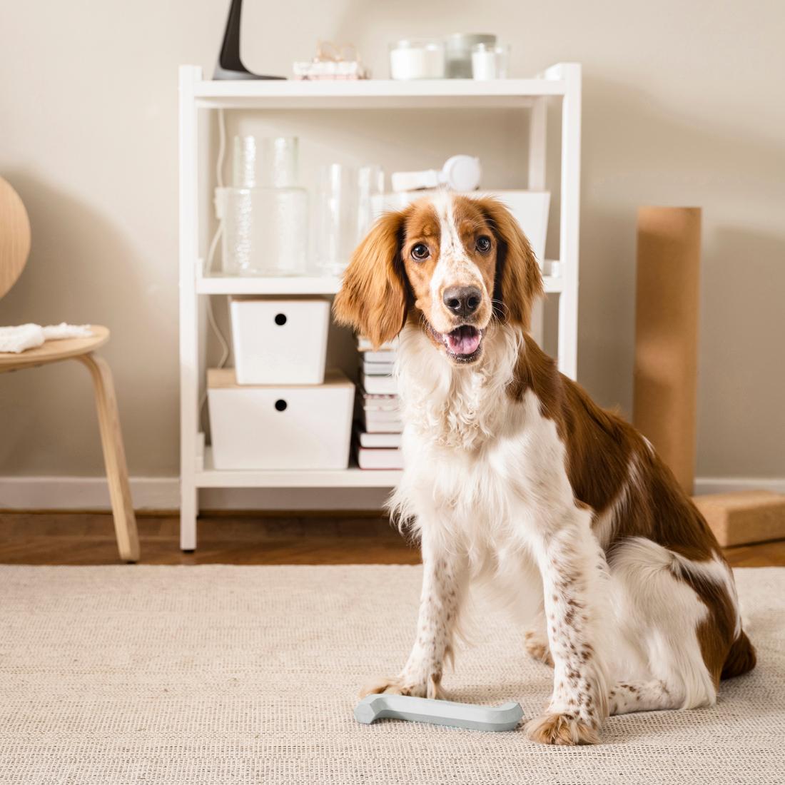 A dog in the living room. 
