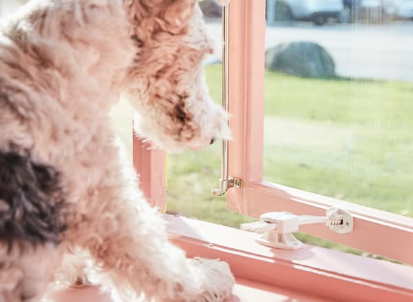 A dog tries to push open a window with a window catch.