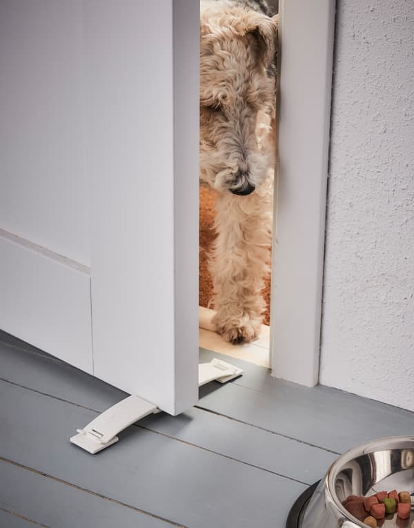 A dog tries to push open a window with a window catch.