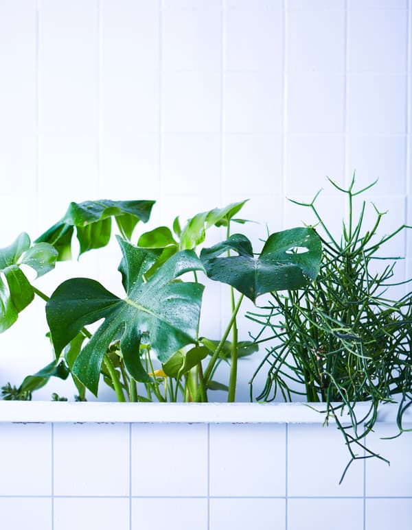 A few larger plants sit in a white bathtub.