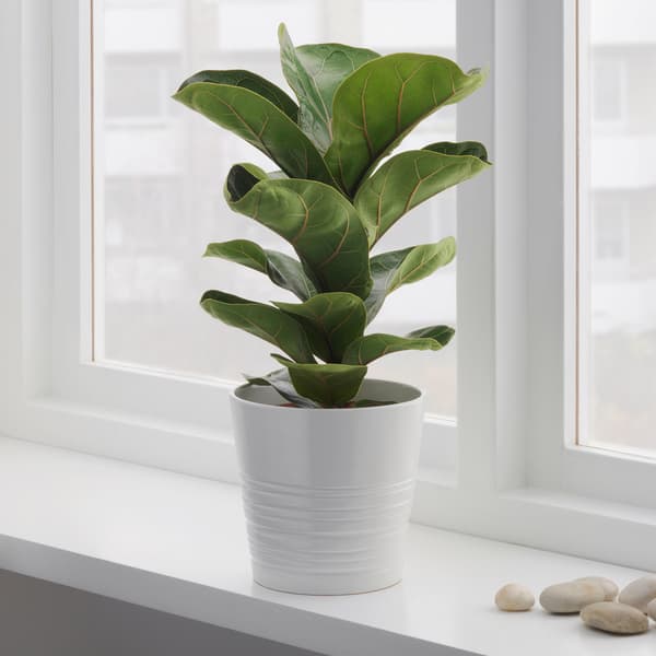 A fiddle leaf fig plant in a white pot on a window sil.