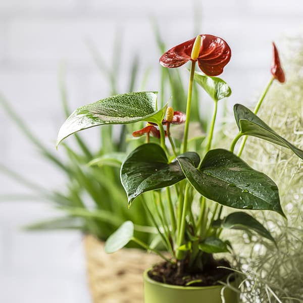 A flamingo plant sits in a green pot, behind it can be seen an aleo vera