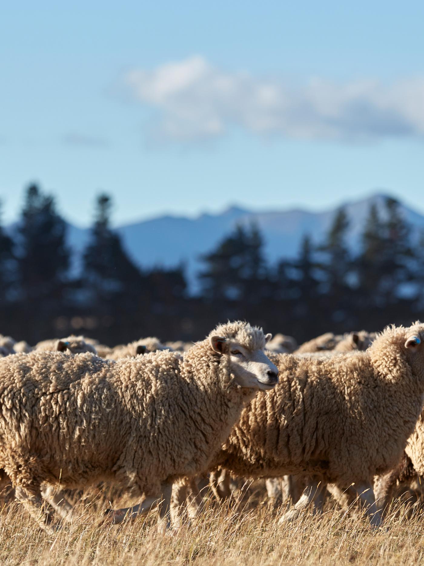 A flock of unshorn, dark beige sheep gracing a field on a sunny day. There are trees and a mountain in the background.