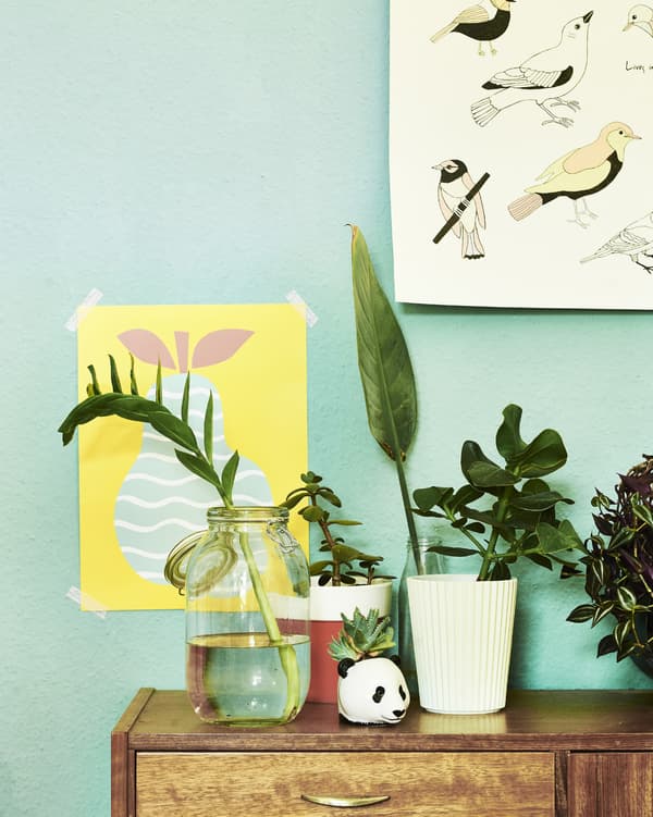 A freshly cut plant shoot in water in a glass jar on a wooden cabinet that holds other potted plants.