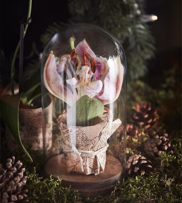 A glass dome displays a flower inside.