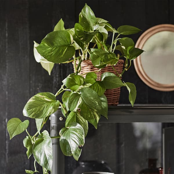 A golden pothos plant in a wicker pot.