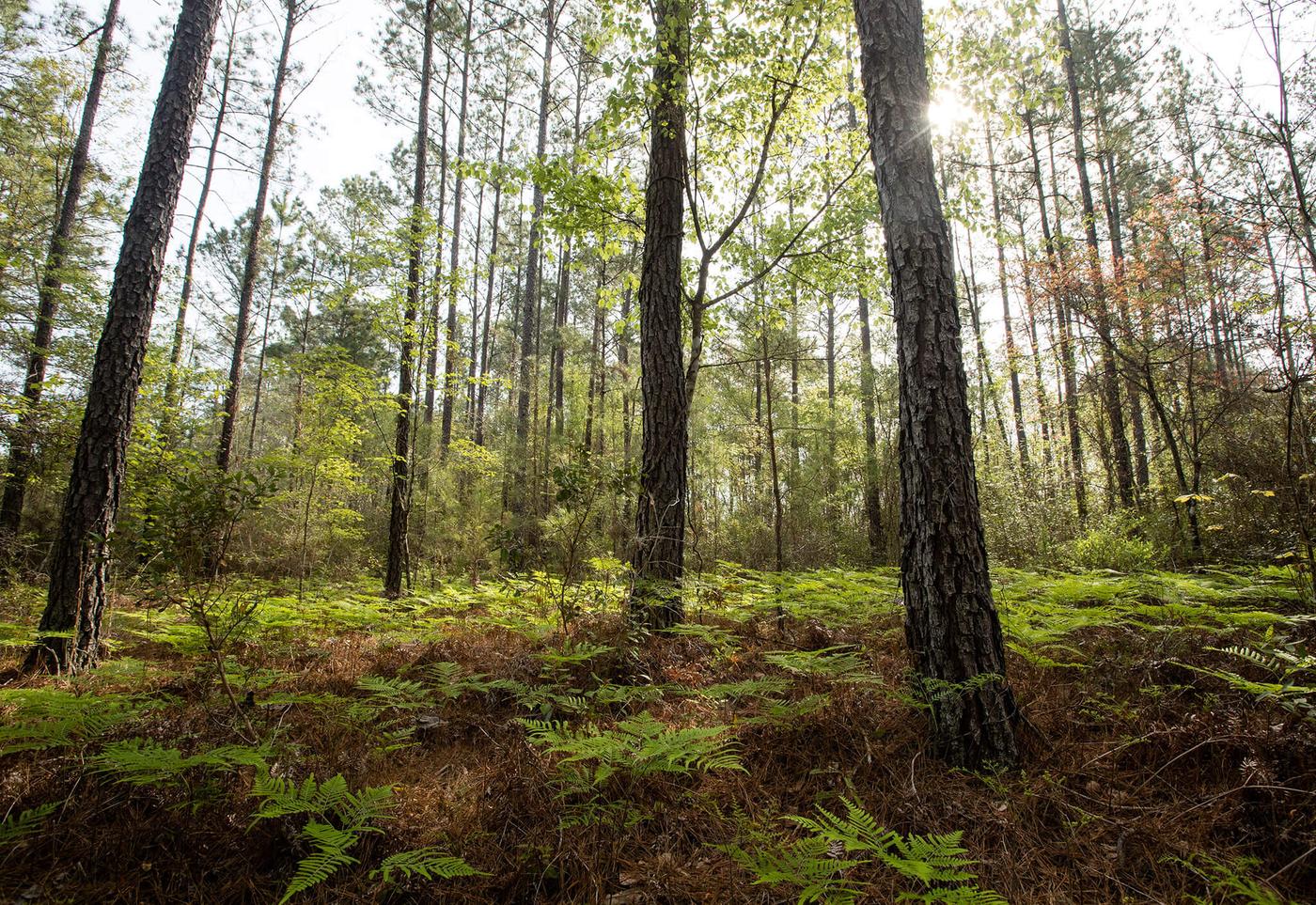 Ingka Investments acquires forestland in US from... IKEA