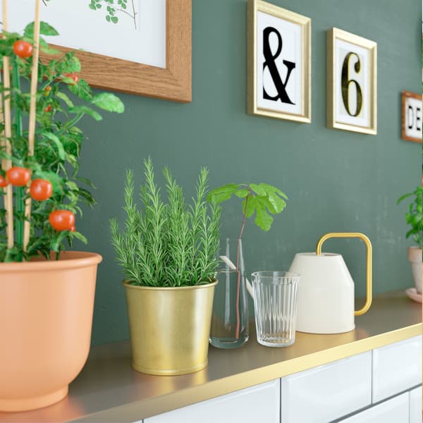 A green kitchen with tomatoes and herbs in red-brown and gold-coloured plant pots and a gold/ivory-coloured watering can.
