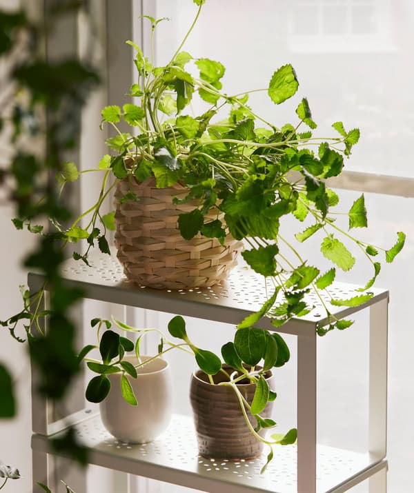 A green oasis in the heart of the city – IKEA