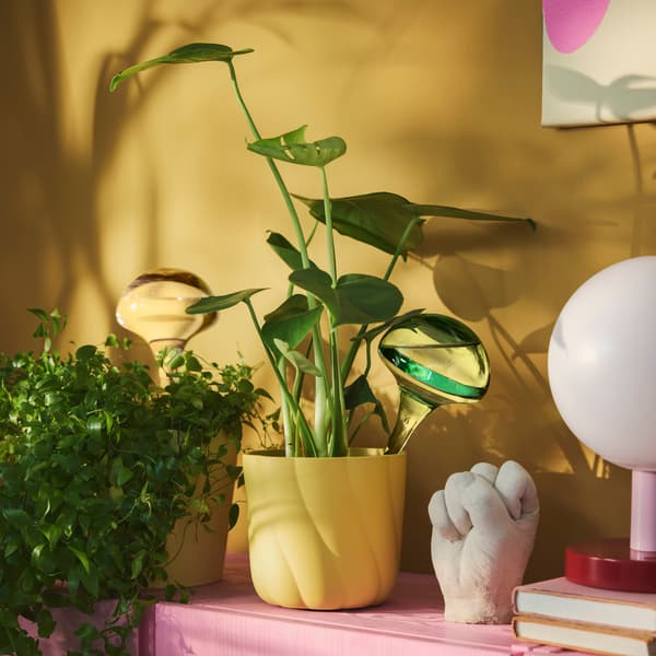 A green plant in a yellow pot with two DOFTRIPS self-watering inserts in pink and green standing on a pink cabinet.