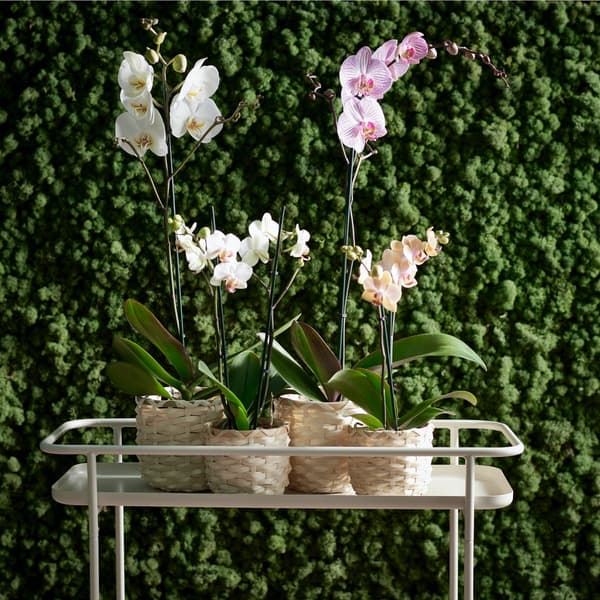 A group of orchids sit on a plant stand in front of a green wall