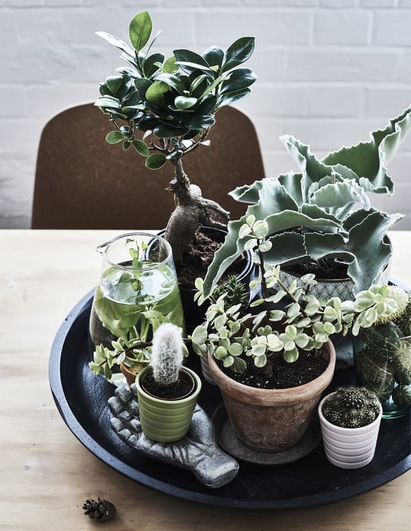 A group of plants displayed together.