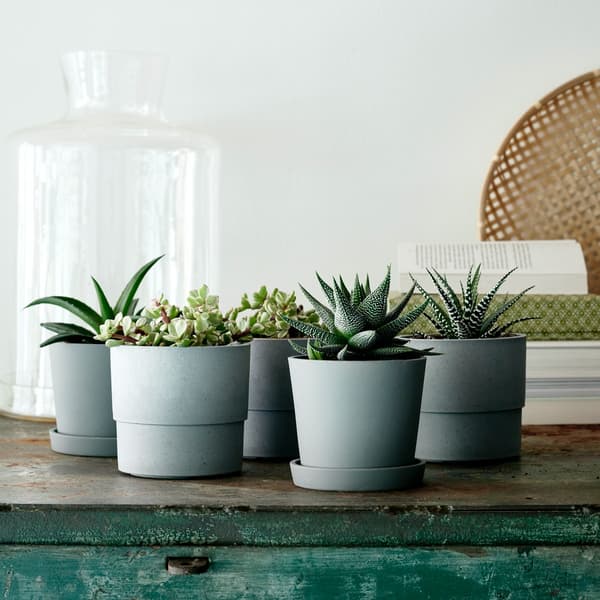 A group of succulents in grey pots on a wooden table.