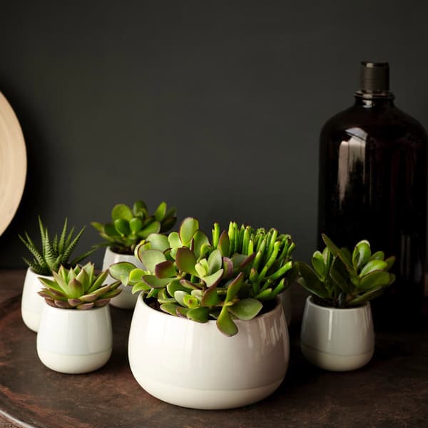 A groupd of succulent plants in grey and white pots on a wooden tray