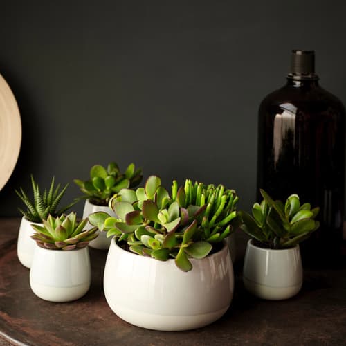 SUCCULENT