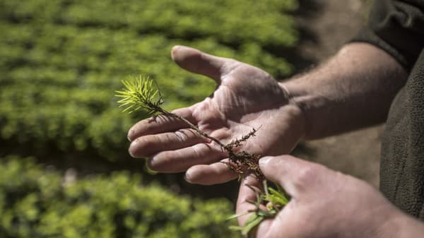 A hand holding a small plant, representing the Sow A Seed rainforest restoration project initiated by IKEA 20 years ago.