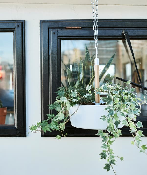 A hanging planter with trailing ivy.