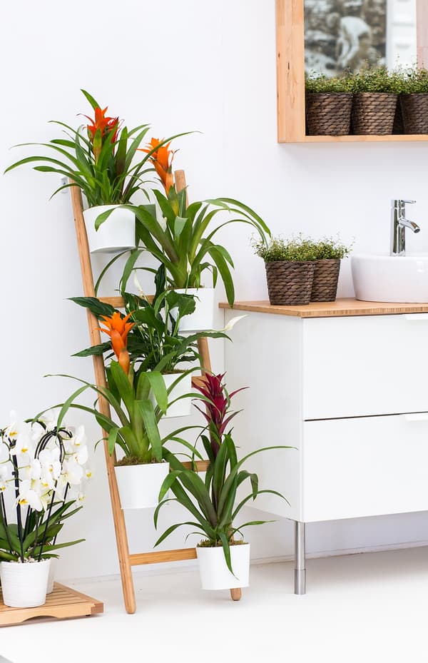 A ladder plant stand holding various potted plants.