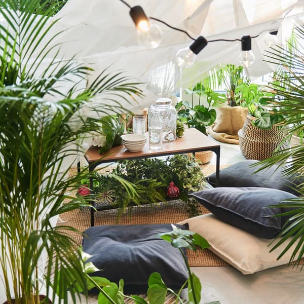 A large living room is decorated with many plants including the Areca palm