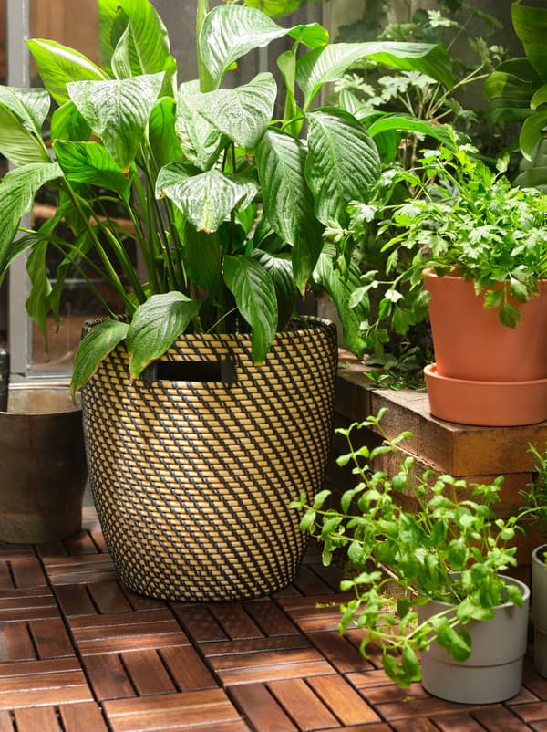 A large plant in a RÅGKORN plant pot on RUNNEN wooden floor decking and smaller plants at different heights.