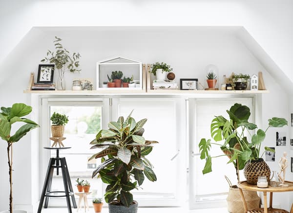 A large window with shelf display and plants.