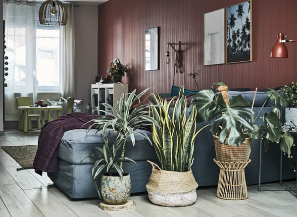 A living room area with grey sofa, pot plants and red wall.