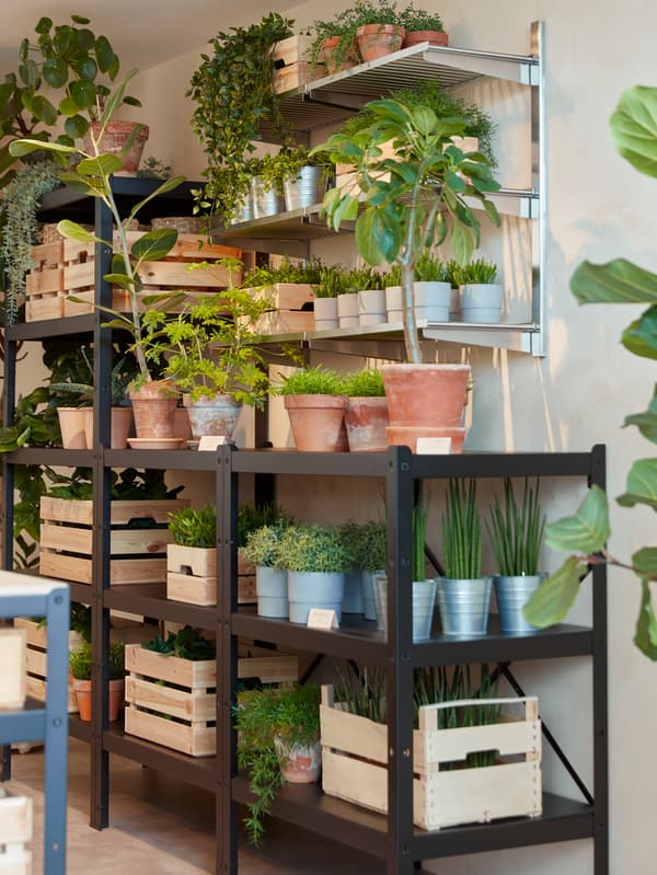 A lot of plants in pots and some wooden boxes stand on shelving units on a floor and some wall-mounted shelves.