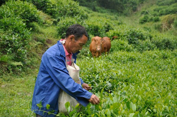 A man farming organic tea leaves to help preserve biodiversity and maintain soil health.