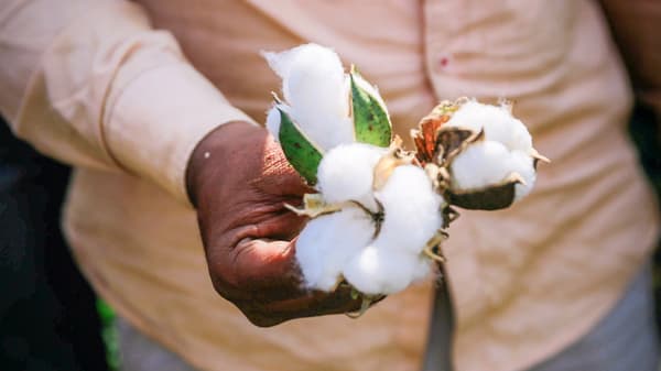 A man holding cotton from more sustainable sources in his hand.