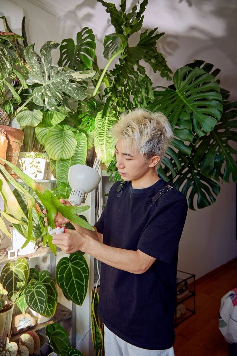 A man is dusting off the lea of his plant.