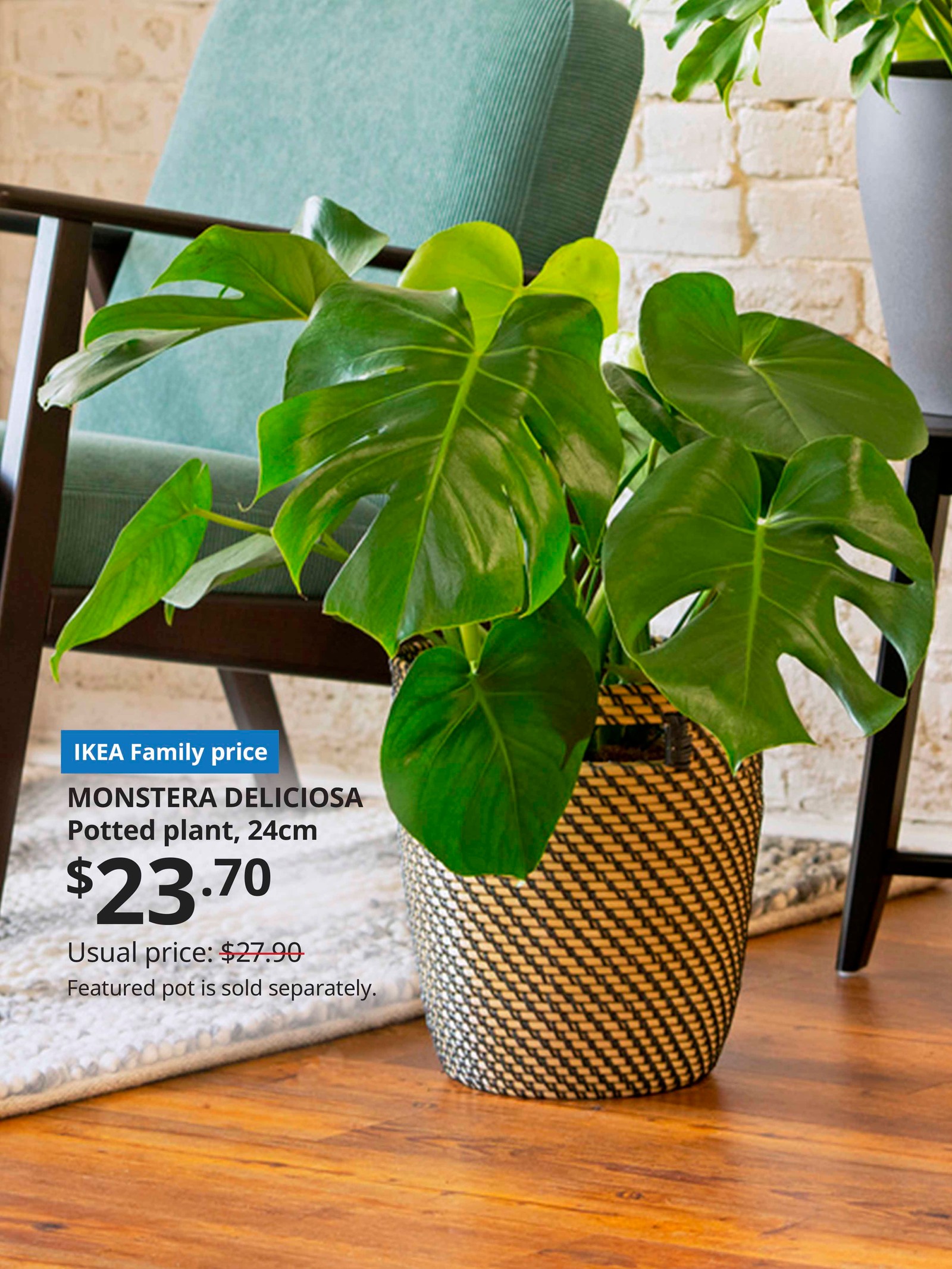 Plants - Home Decoration & Improvement - IKEA