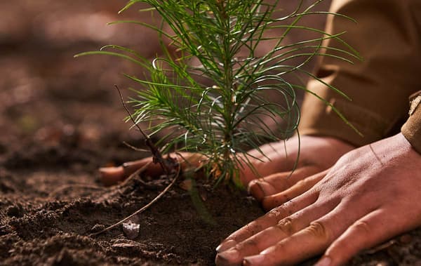 A pair of hands planting a small plant into a pad of dirt.