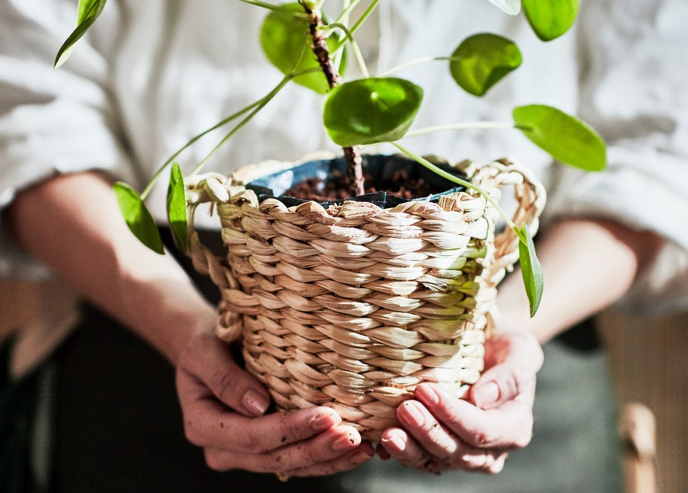 A person holding a plant in a plant pot.