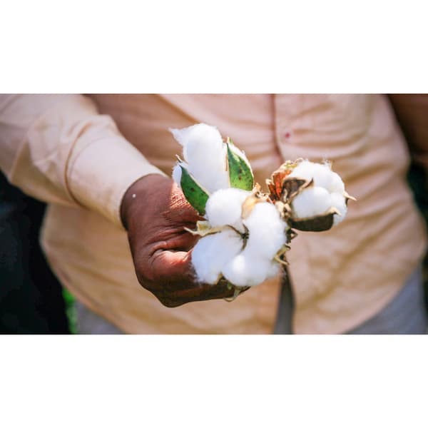 A person holding cotton