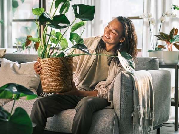 A person in a light grey sofa with cushions holding a large potted plant, with white/grey curtains in the windows behind him.