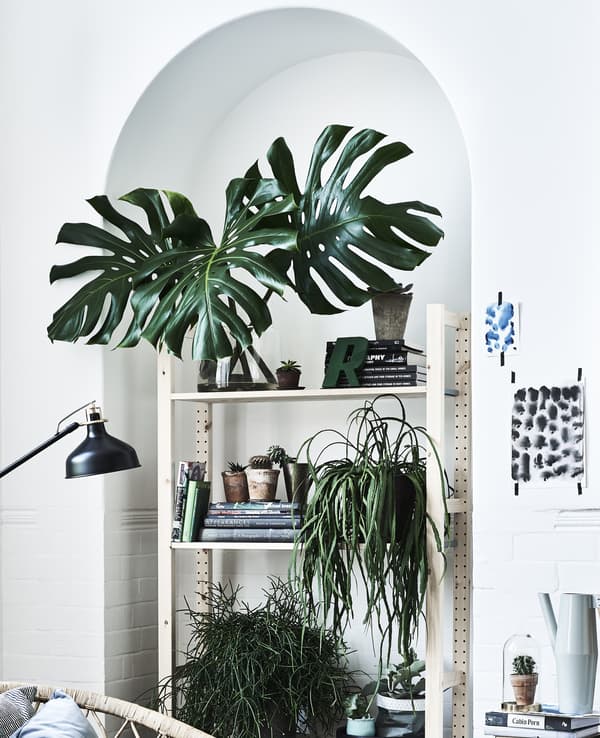A pine storage unit set into an alcove and filled with plants and books.
