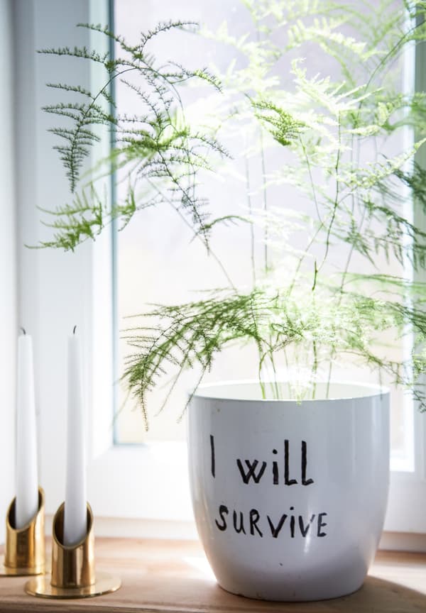 A plant in a personalised white pot that reads 