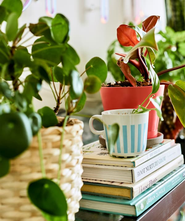 A plant in a tea cup on a stack of books surrounded by more pot plants.