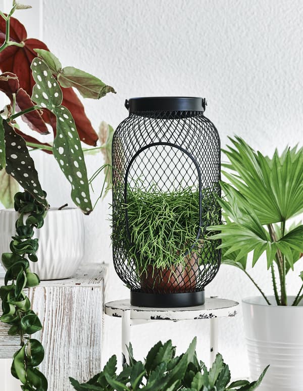 A plant inside a black lantern on a small white stool.