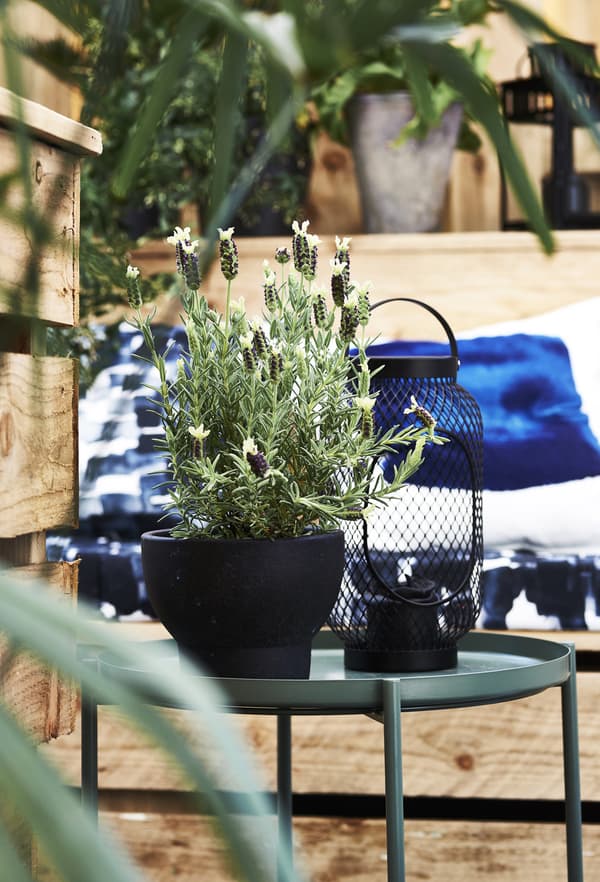 A plant on a tray table outside.