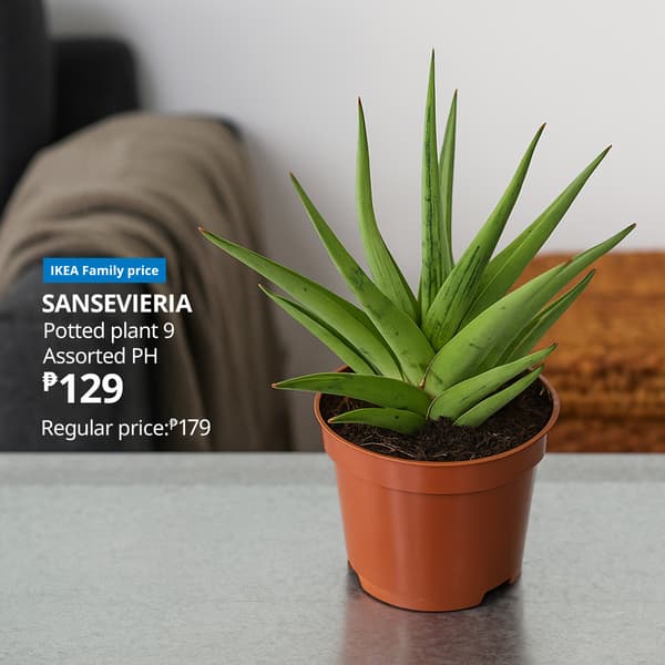A potted Sansevieria plant on a table, priced at ₱129, with regular price ₱179; features long, green, pointed leaves.