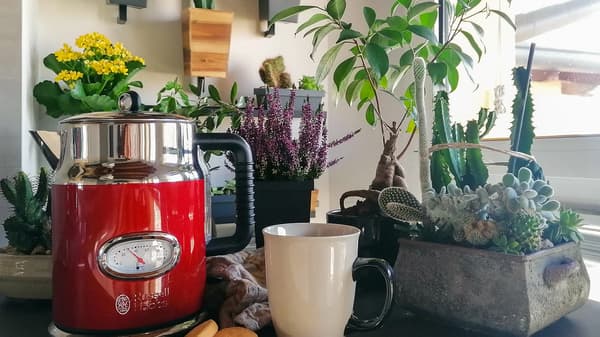 A red kettle, an off-white mug, and multiple pot plants are situated on a kitchen countertop.