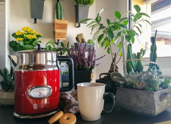 A red kettle, an off-white mug, and multiple pot plants on a kitchen countertop.