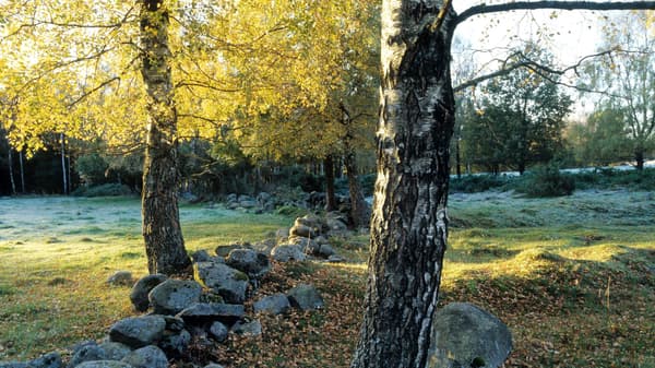 a rock wall going between two trees in a field