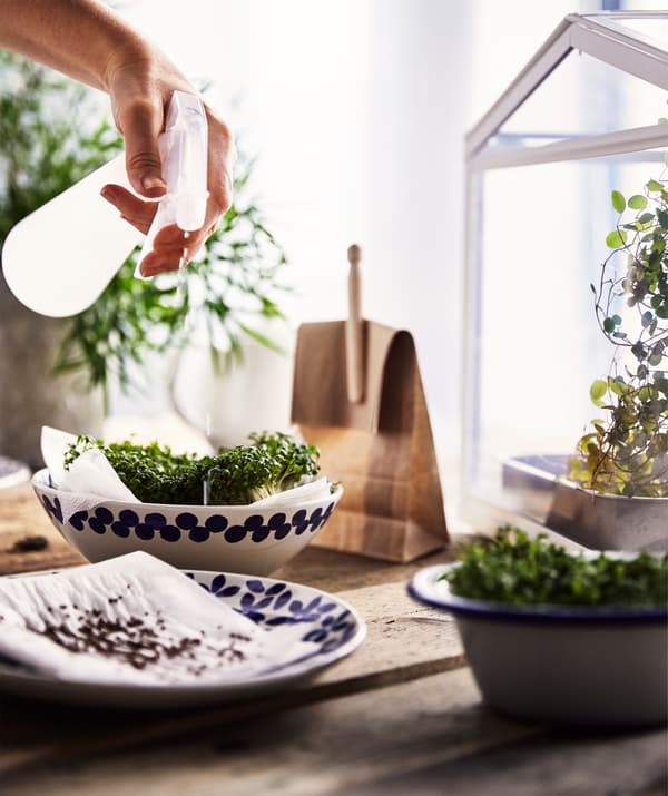 A rough wooden table with a ceramic plate and bowls with seeds and home-grown cress on paper, being sprayed with water.