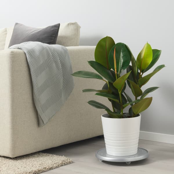 A rubber plant sits in a small white pot on the floor next to a sofa. 