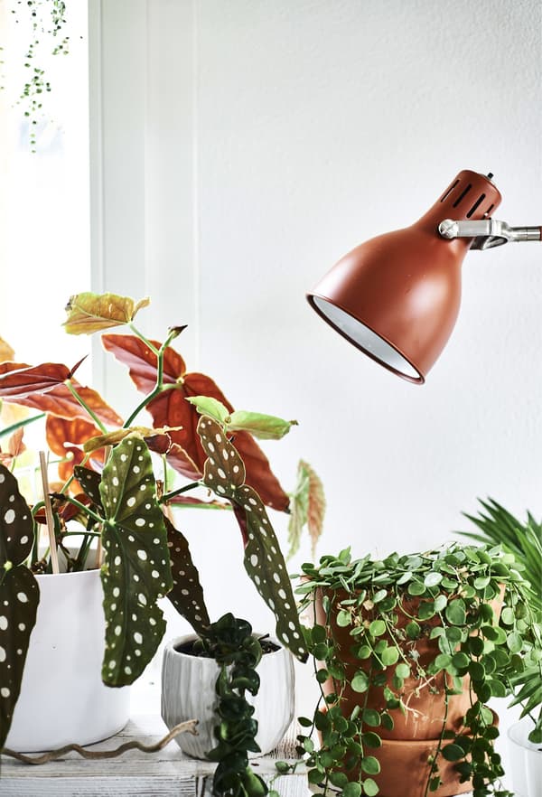 A rust-coloured lamp and pot plants.
