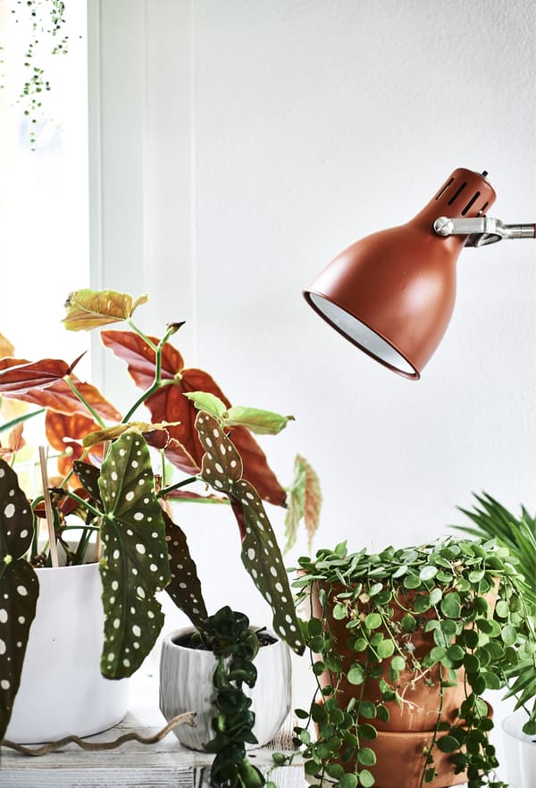 A rust-coloured lamp and pot plants.