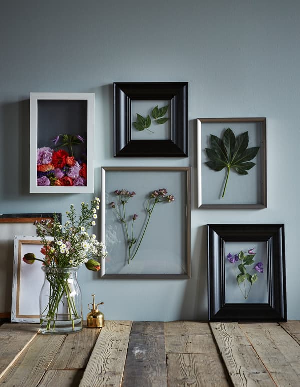 A selection of frames and display boxes creating beautiful pressed flower still-life impressions on a wall.